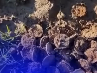 NEVJEROVATNO: Muškarac okopavao kukuruz pa pronašao rijetko blago, preko noći je postao milioner... (VIDEO)