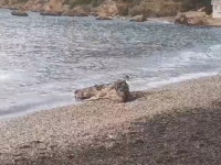 NESVAKIDAŠNJI PRIZOR: More na jadransku plažu izbacilo kravu