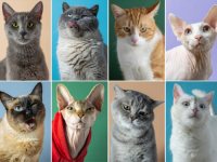 OMILJENI KUĆNI LJUBIMCI: Danas se obilježava Međunarodni dan mačaka