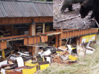 'KAO DA JE PALA GRANATA': Medvjed na nišanu lovaca nakon što je razbacao košnice na Palama