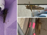 'BIBLIJSKA POŠAST' U SPLITU: 'Ogromni su, ne možeš ući u zgradu koliko ih je, ulaze nam i u auta!'