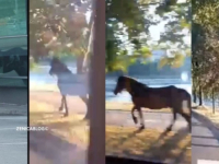 NESVAKIDAŠNJI PRIZOR U ZENICI: Odbjegli konj luta ulicama (VIDEO)