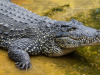 GRAĐANI U PANICI: Desetine krokodila pobjeglo s poplavljene farme, slobodno lutaju gradom...