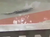 DA SE NAJEŽIŠ: Nakon poplave gradom lutalo 70 krokodila, pogledajte kako su ulovljeni...