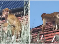 MOŽDA IH IMA VIŠE: Beogradom šeta majmun, snimljen je na krovu zgrade - 'Ide po parizer' (VIDEO)