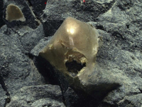 OTKRIĆE U PACIFIKU, NAUČNICI ZBUNJENI: Čudesan predmet zlatnog sjaja pronađen na dnu okeana