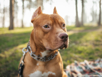 STRAVA U ZAGREBU:  Pitbull uletio u dvorište i ugrizao dijete za lice…