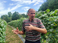 'GODINA JE TEŠKA, ALI SAM ZADOVOLJAN': Krastavci iz Svojata kod Živinica na evropskom tržištu