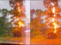 NEVJEROVATAN SNIMAK: Pogledajte kako izgleda kada grom udari u drvo (VIDEO)