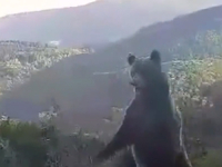 ZASTRAŠUJUĆI PRIZORI IZ SREDNJE BOSNE: Medvjed kraj ceste na stražnjim nogama, opasnost prijeti zbog... (VIDEO)