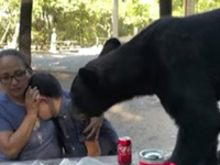 PROCURIO JEZIVI VIDEO: Medvjed zaprepastio sve, popeo se na stol i pojeo ljudima hranu...