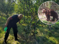 DOK JE MIRNO SPAVAO, MEDVJED DOŠAO I NAPRAVIO MU KATASTROFU: Pogledajte šta se desilo poljoprivredniku Muji Karahodžiću