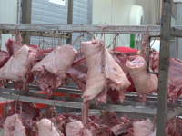 HOROR U SRBIJI: Skidali djelove mesa sa uginulih životinja na stočnom groblju u Subotici, pa ih prodavali