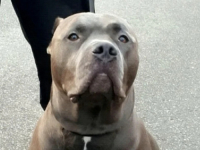 'NACIJA JE UŽASNUTA': Velika Britanija zabranjuje opasnu pasminu, ubili su već nekoliko ljudi (VIDEO)