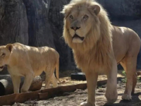 STRAVA PRAVA: Lav ubio čuvara u safari parku, snimak nadzornih kamera otkrio sve...
