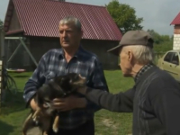 KOMŠIJA TRAŽIO DA SE UZMU OTISCI ŠAPA: Poljaci masovno iskazuju podršku psu koji je optužen da je pojeo komšiji 100 glavica kupusa (VIDEO)