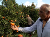 DRAMA U SUSJEDSTVU: Ko koristi zabranjene pesticide na mandarinama u dolini Neretve...