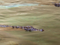 'STIGAO' DO KAPKA SASVIM SLUČAJNO: Muškarac iz Australije preživio napad krokodila tako što je uzvratio ugriz životinji