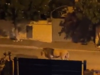 PANIKA U ITALIJI: Lav šeta ulicama grada pored Rima, stanovnici pozvani da ostanu u kućama (VIDEO)