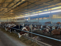 VELIKA INVESTICIJA U NAŠOJ ZEMLJI: U BiH se gradi najsavremenija farma u regionu, roboti će musti krave
