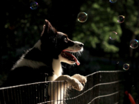 INTELIGENTNI ČUPAVCI: Ovo je pet najpametnijih pasmina pasa