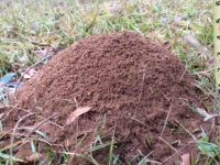 IMPRESIVNO: Izlio je rastopljeni aluminij u napušteni mravinjak da vidi kako izgleda unutra, uslijedio je šok... (FOTO, VIDEO)