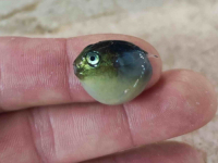 'OVO JE JAKO LOŠA VIJEST': Naučnici zabrinuti nakon što su im jadranski ribari pokazali ulov (FOTO)