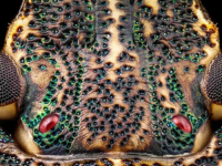 ZNATE LI KOJE JE OVO STVORENJE: U ovo doba godine viđamo ih gotovo svakodnevno