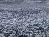 GROZNI PRIZORI IZ JAPANA: Hiljade tona uginulih sardina prekrilo plažu (VIDEO)