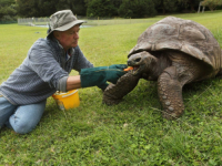 'ZDRAV ZA SVOJE GODINE': Najstarija kopnena životinja na svijetu slavi 191. rođendan (VIDEO)