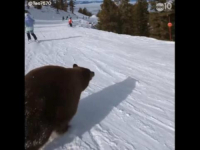 ŠOK NA SKIJAŠKOJ STAZI: Muškarac se spuštao niz padinu kad se pred njim pojavio medvjed (VIDEO)