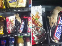 SNIMAK KRUŽI DRUŠTVENIM MREŽAMA: Miš se 'odomaćio' u aparatu jedne bh. bolnice (VIDEO)