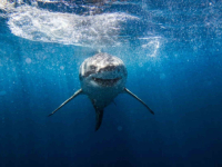 UŽAS U BLIZINI POPULARNE PLAŽE: Mariju rastrgala ajkula dok je spašavala kćerku (VIDEO)