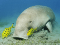JESTE LI ČULI ZA OVE NEOBIČNE DIVOVE: Čudesna, sramežljiva stvorenja čija je jedina odbrana njihova veličina (FOTO)