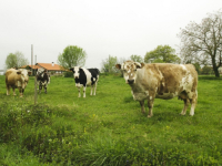 DOSTA VIŠE TUŽBI: Francuski sud ozakonio pravo domaćih životinja da se - glasaju!
