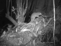 OVU ŽIVOTINJU JOŠ NISTE VIDJELI: Naučnici prvi put uspjeli fotografisati divovskog štakora!