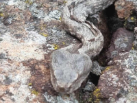 KO JE OVO OČEKIVAO: Invazija poskoka usred zime (FOTO)