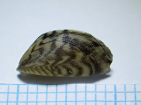 UOPĆE NE SLUTI NA DOBRO: U dolini Neretve otkrivena školjka neobičnog izgleda