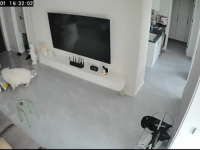 NEVJEROVATAN SNIMAK: Robot čistač 'napao' kućnog ljubimca dok je vlasnik bio vani... (VIDEO)