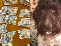 OVO NIJE ŠALA: Pas pojeo 4.000 dolara, vlasnici čekali da povrati, pa... (VIDEO)