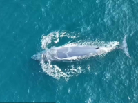 'OVO JE REVOLUCIONARNA VIJEST': Najrjeđi kit na svijetu snimljen je tek DRUGI put u historiji, naučnici oduševljeni... (FOTO, VIDEO)