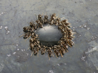 SNIMLJENO JEZIVO PONAŠANJE MRAVA: Neprestano kruže oko jednog predmeta, fenomen je poznato kao - SPIRALA SMRTI (VIDEO)