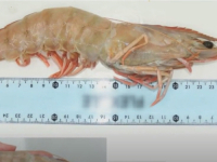 RIBARI KOD VISA ULOVILI 'MONSTRUMA': Niko ne zna kako je divovska vrsta dospjela u Jadransko more…