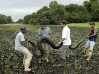 'ŠOKIRANI SMO, OVO NISMO OČEKIVALI': Naučnici otkrili veliku tajnu najveće zmije na svijetu