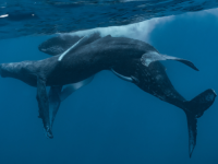 PRVI DOKAZ HOMOSEKSUALNOG PONAŠANJA KOD OVE VRSTE: Naučnici prvi put u historiji snimili seksualni odnos grbavih kitova