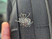 NEOBIČAN ULOV NA JADRANU: 'Izvukao sam ga s dubine oko 90 metara, nikad nisam vidio nešto slično'