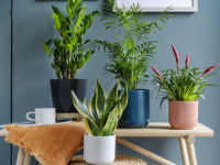 DEKORATIVNE I KORISNE: Uz ove biljke imaćete manje prašine i alergena u kući
