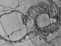 NEVJEROVATAN PRONALAZAK: U Kini otkriven fosil 'zmaja' star 240 miliona godina (FOTO)