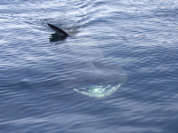 KAKO SE OKUPATI OVOG LJETA: Morski pas, drugi po veličini, snimljen u Jadranu