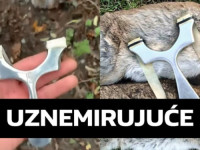 KUDA IDE OVAJ SVIJET: Djeca u Britaniji praćkama ubijaju životinje pa se hvale po WhatsAppu